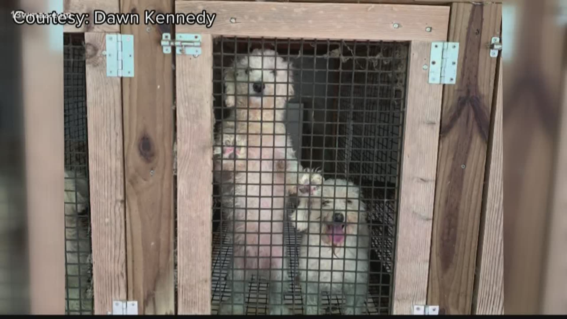 Two Monroe County women were arrested after deputies said they found abandoned and neglected dogs at their home. According to a news release from the Monroe County Sheriff's Office, Lynda Cummings and her daughter Brandi Marzka face dozens of animal-abuse charges.