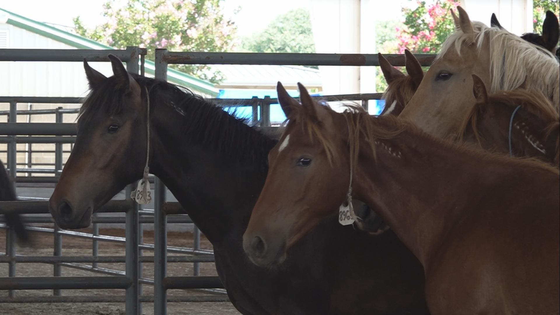 More than 100 horses and burros are available for adoption over the three-day period.