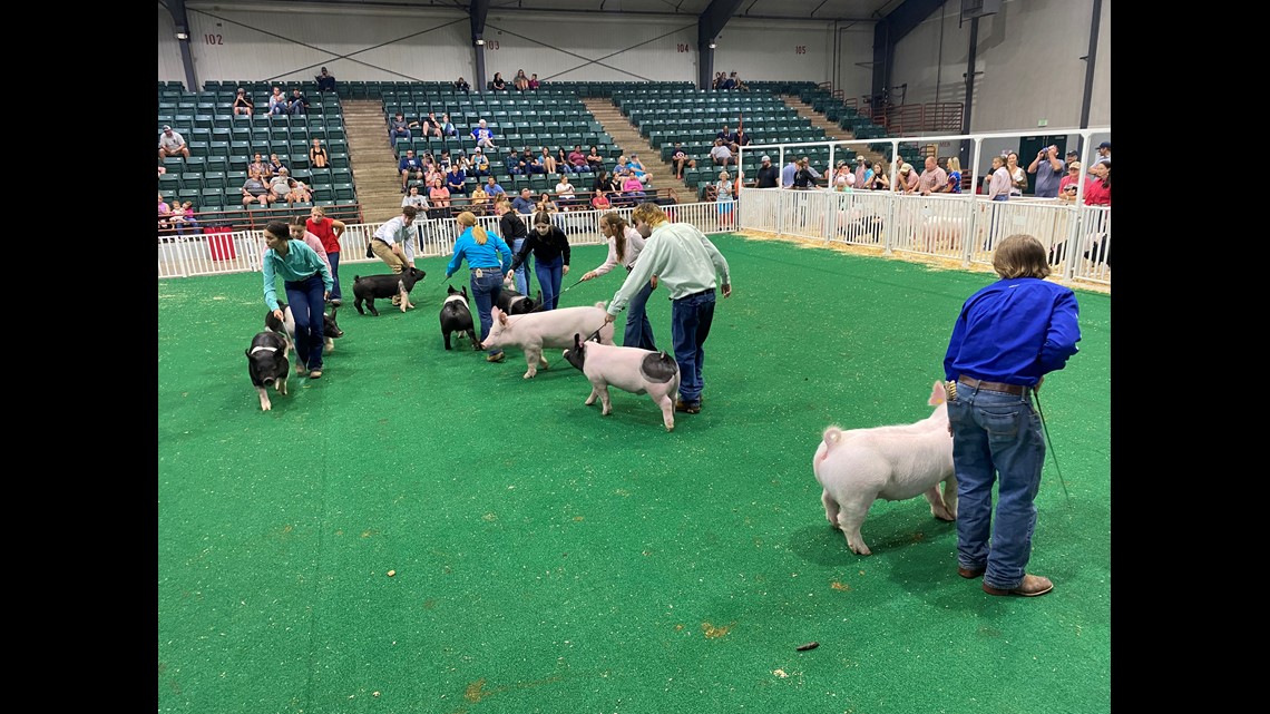 Swine show kicks off at GA National Fairgrounds in Perry