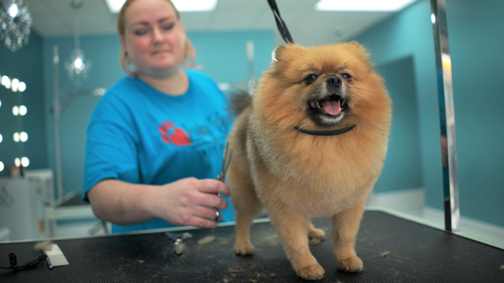 Loving Touch Pet Salon opens in Warner Robins 