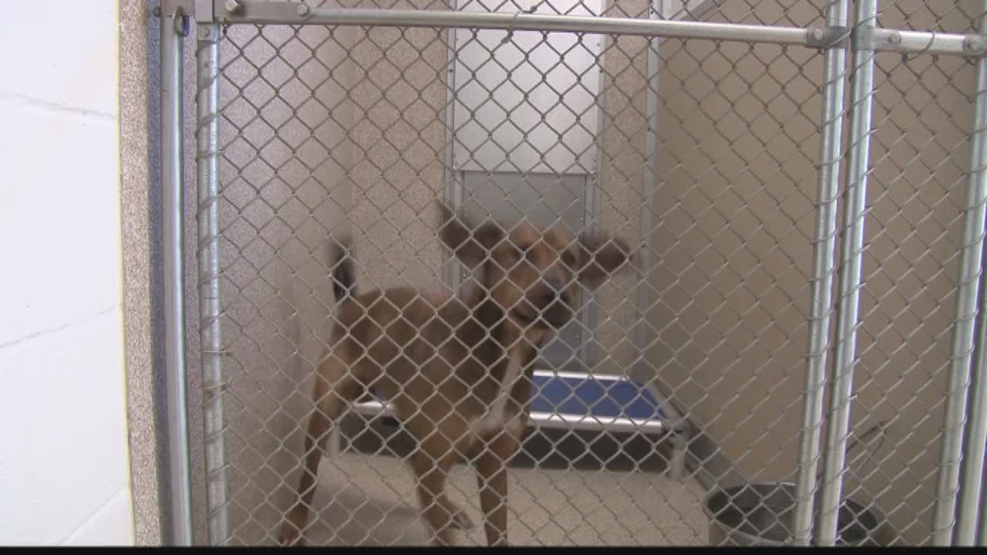 Macon-Bibb Animal Shelter might have to euthanize dogs