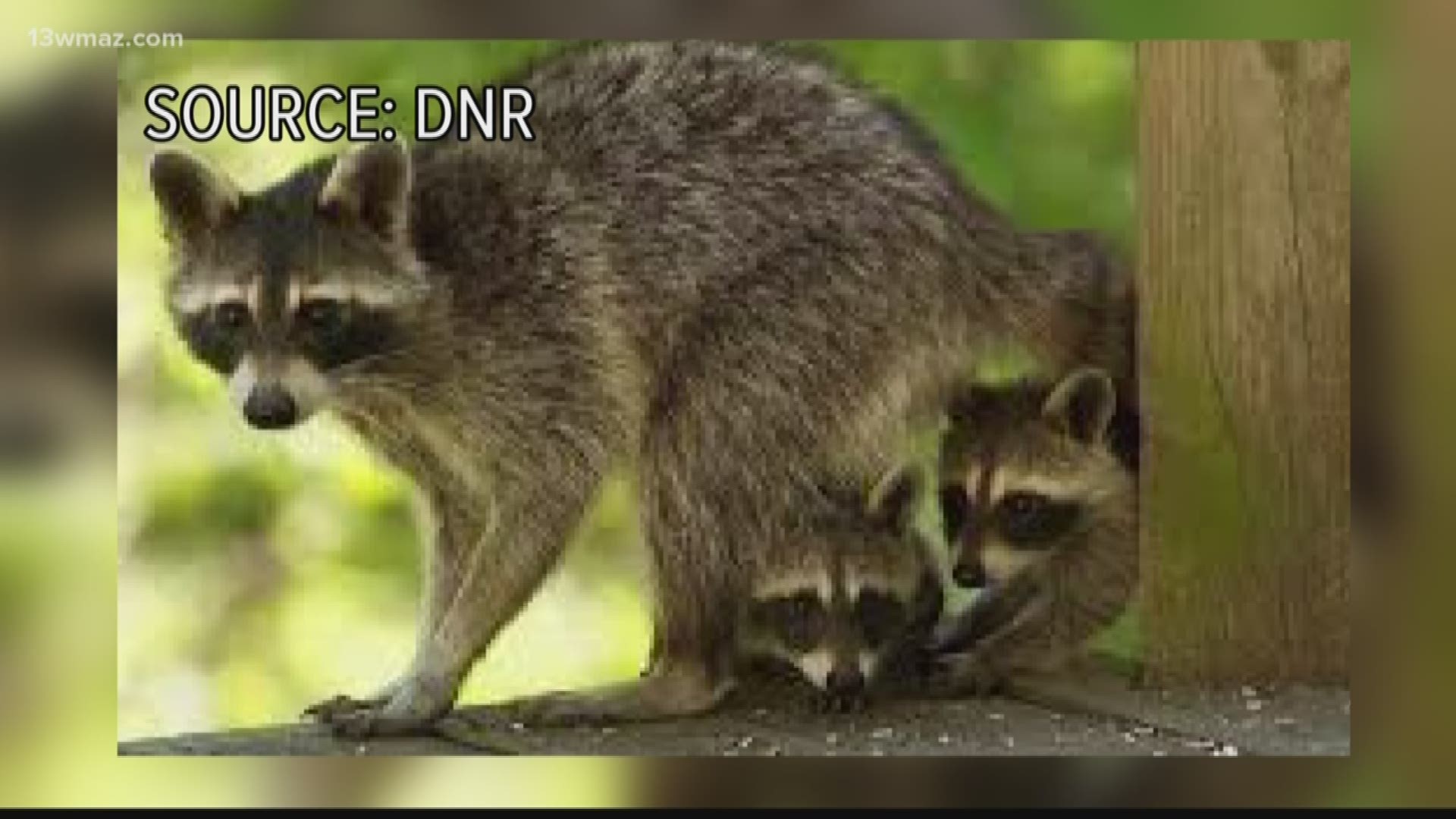 A state health warning after an event at Macon's Village Studio gallery left people wondering if they were exposed to rabies. Is it legal to have a raccoon as a pet in the state of Georgia?