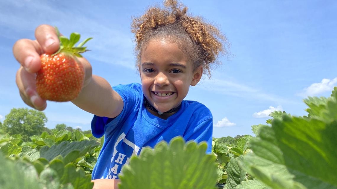 Central students pick fresh strawberries