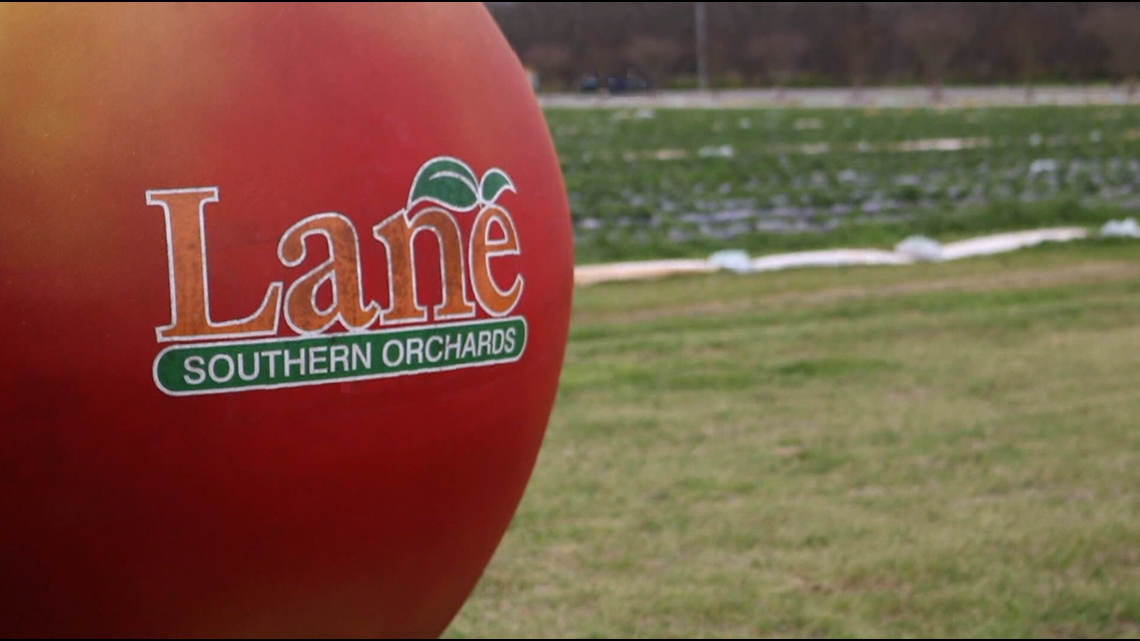 Corn maze at Lane Southern Orchards - Vimarsana News