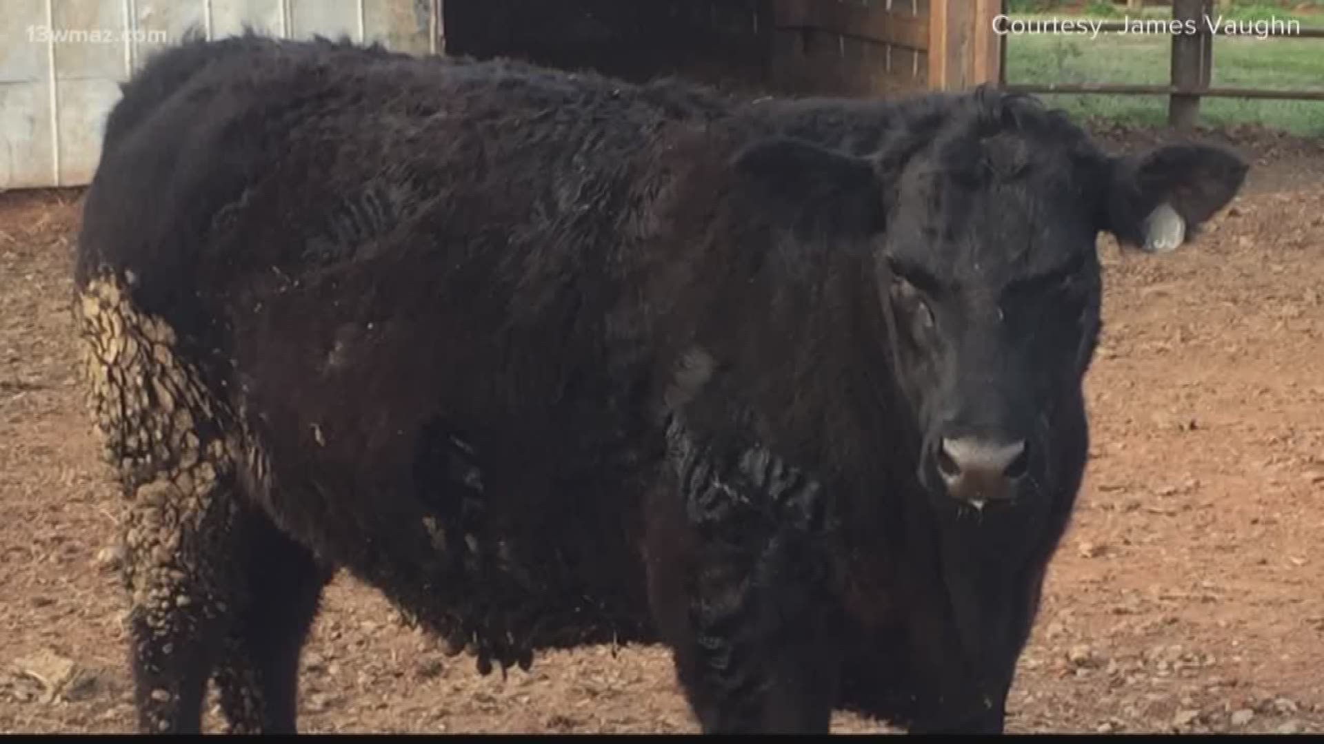 The United States Cattlemen's Association is asking the Department of Agriculture for help during the coronavirus pandemic.