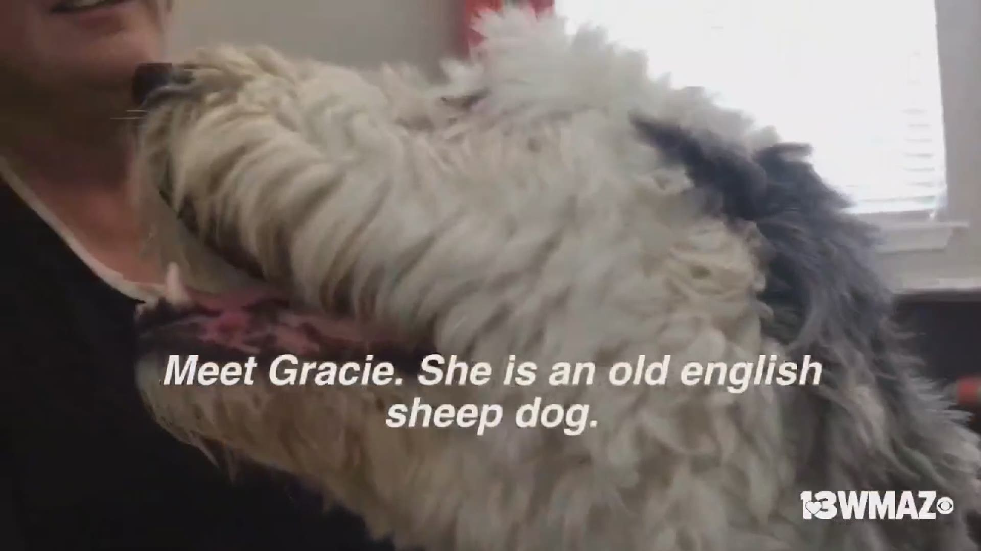 Meet Gracie, the Forsyth CARE Cottage therapy dog