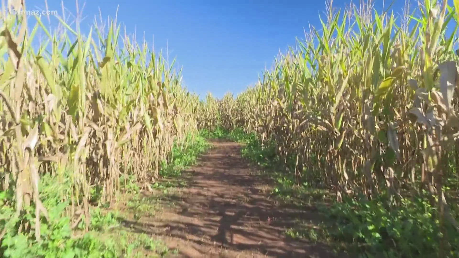 While this Fort Valley sight is most known for its Peaches, when fall comes around, they shift gears to corn mazes.