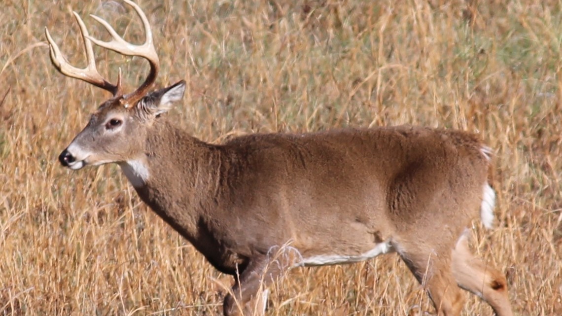deer season begins Saturday for archery hunters