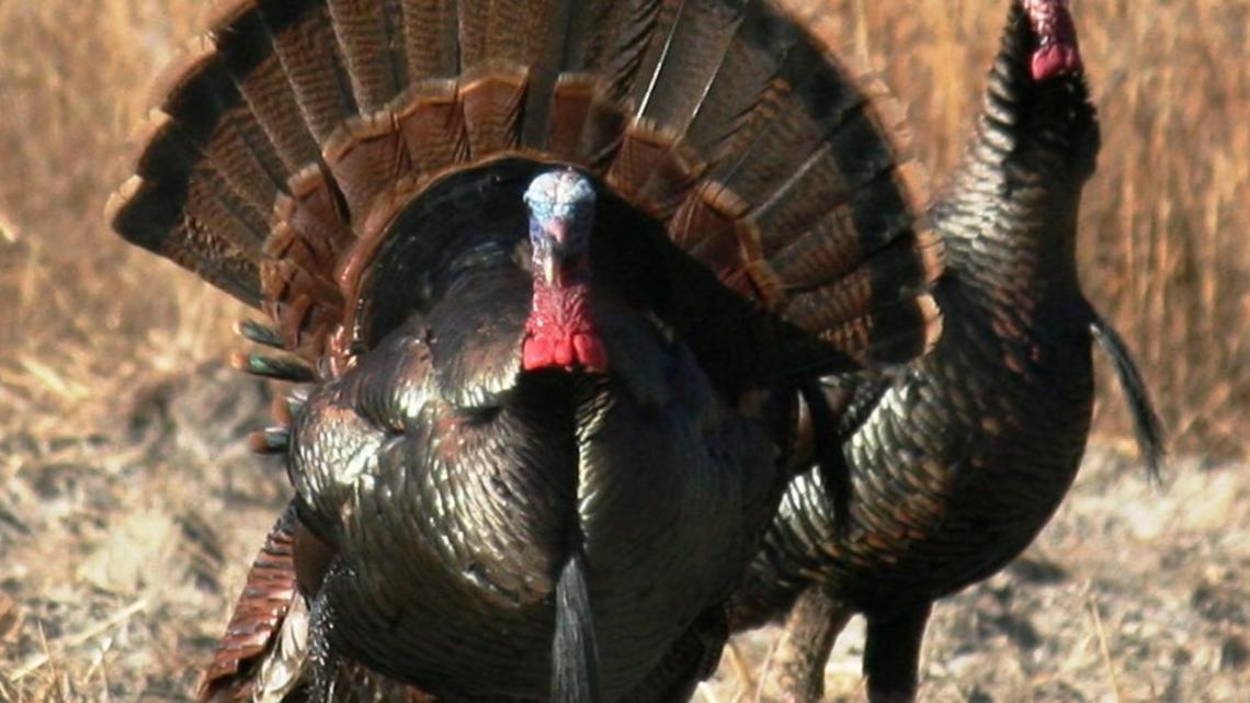 Georgia DNR gives youth and mobility-impaired hunters an early start on turkey season