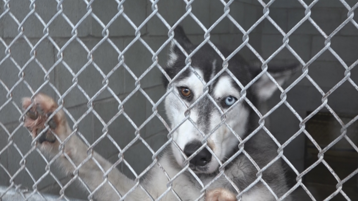 New Georgia law cracks down on unregulated sales of dogs, cats, animals