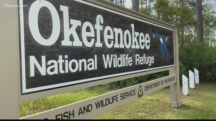 South Georgia's Okefenokee swamp offers wild adventure for visitors