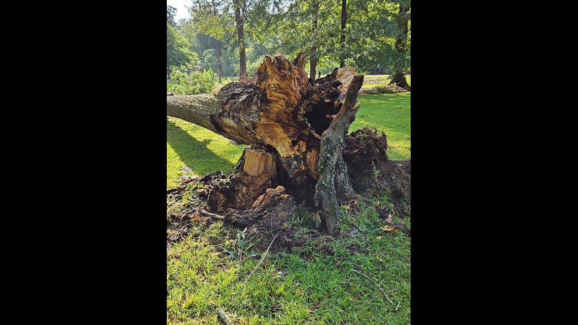 Strong winds cause damage in Central GA - Vimarsana News
