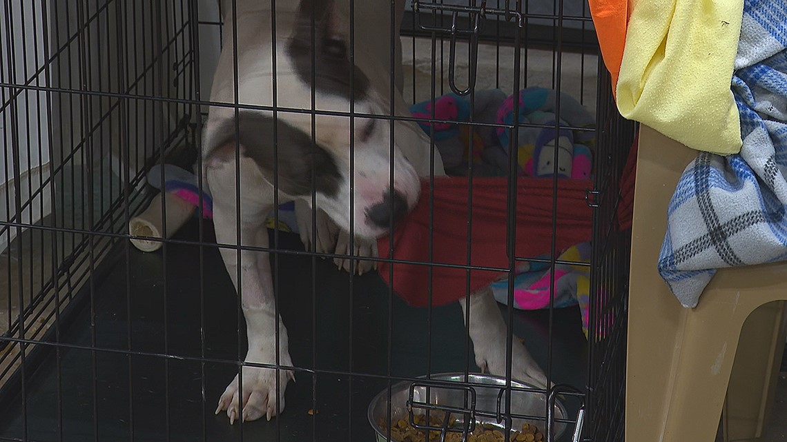 Yes, it is illegal to abandon animals in Warner Robins | 13wmaz.com