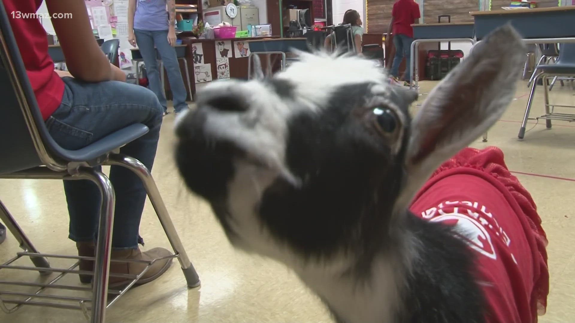 In Room 107 at South Dodge Elementary, they had a new kid in class this year, Magnolia, the Emotional Support Goat.