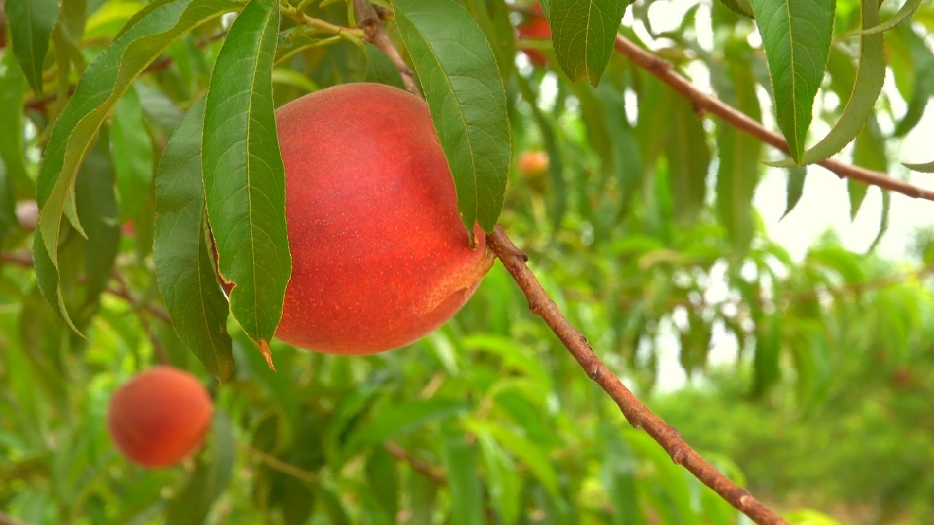 It's peach season and where better to find peaches than Peach County?