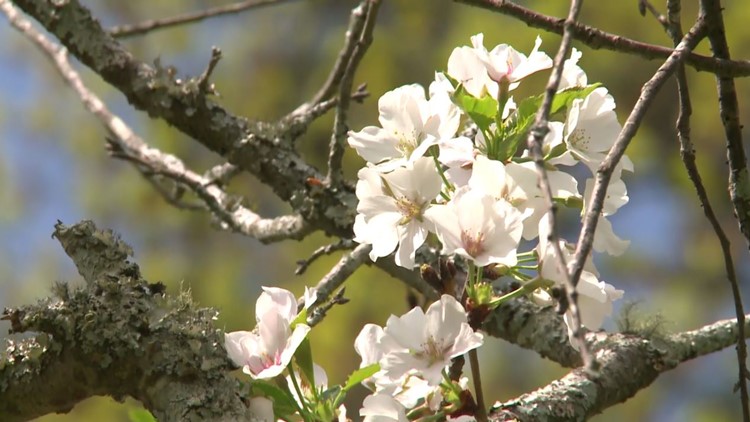 Is Belleville really the 'Cherry Blossom Capital?