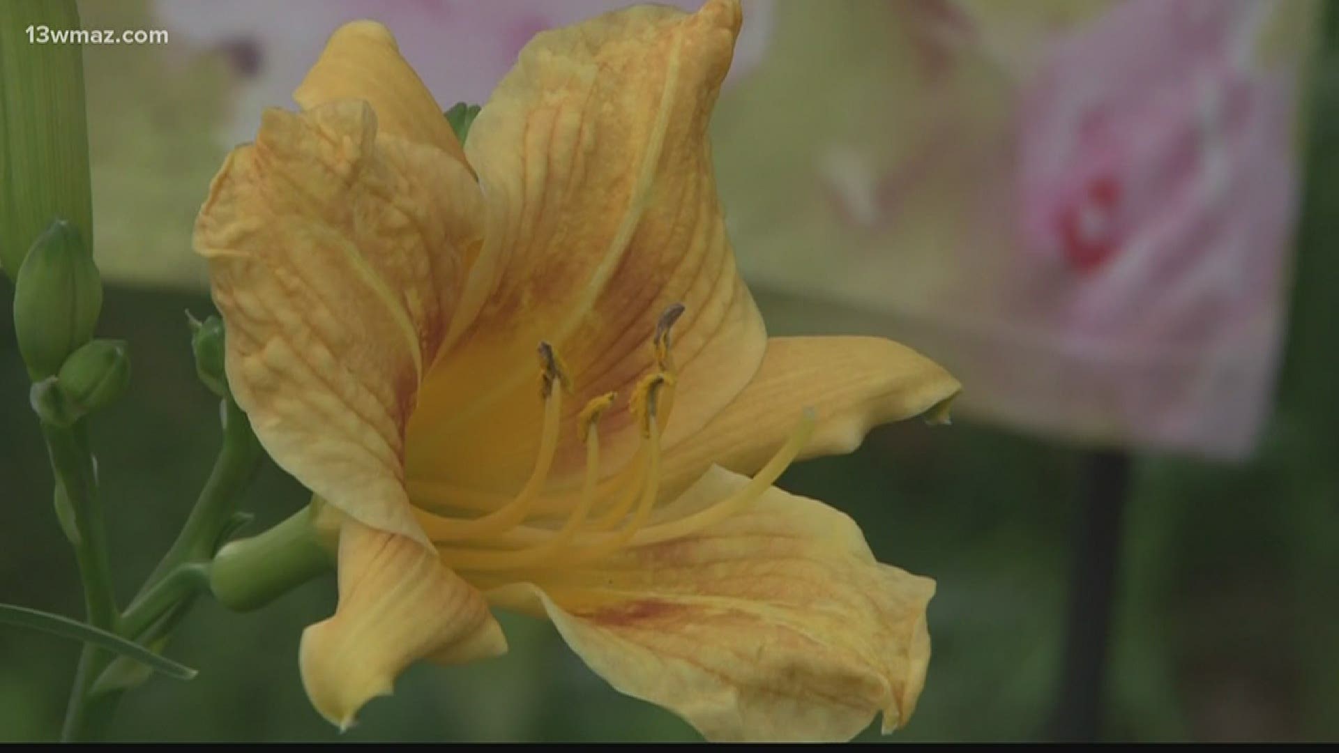 The good rain we got Thursday may have helped your garden out. With extra time on our hands, a lot of folks have turned to gardening as a pastime.
