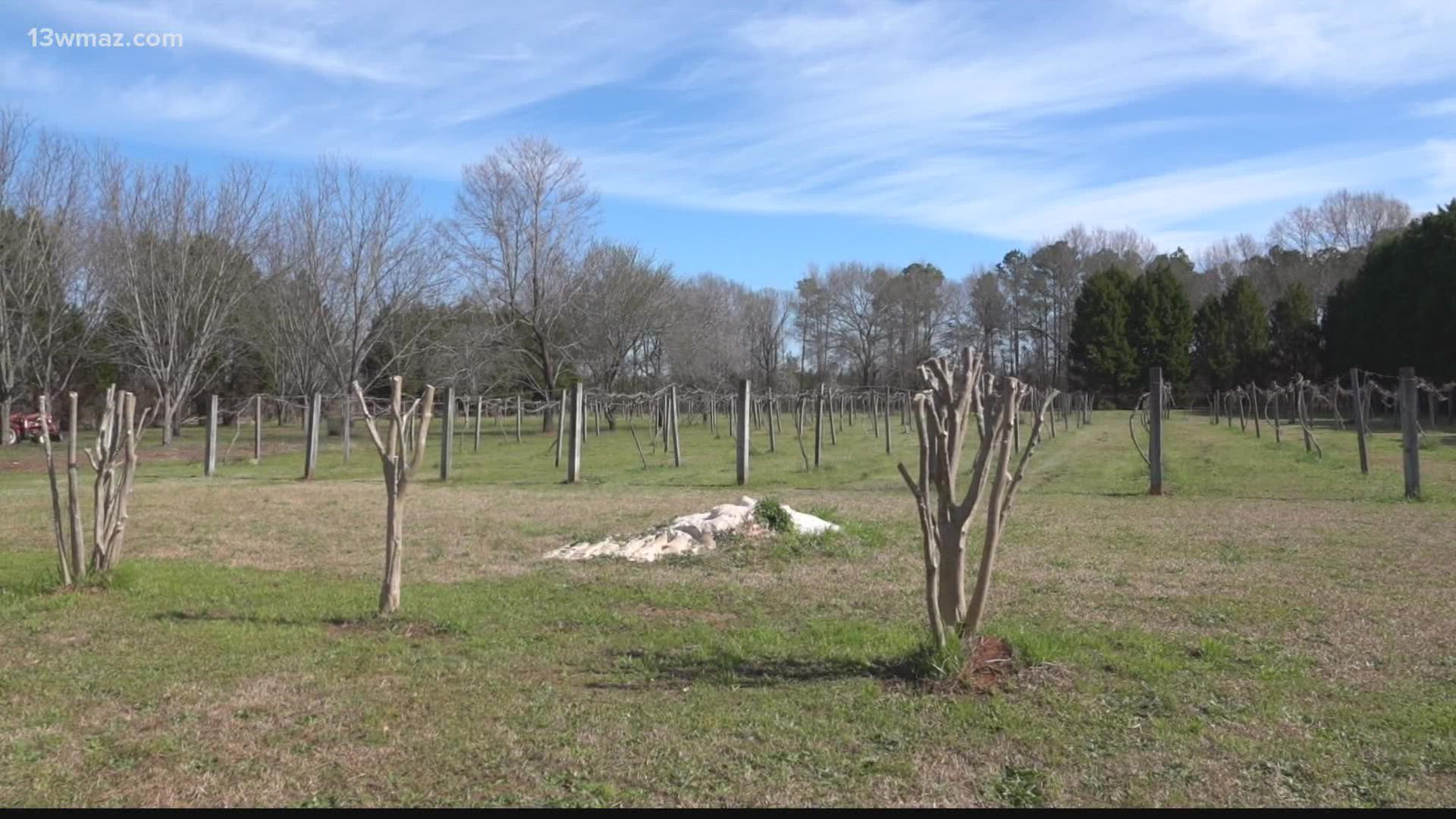 A Bryon woman is proving it's never too late to learn something new. Darlene Williams has been the owner of Roberts Vineyard since 2019