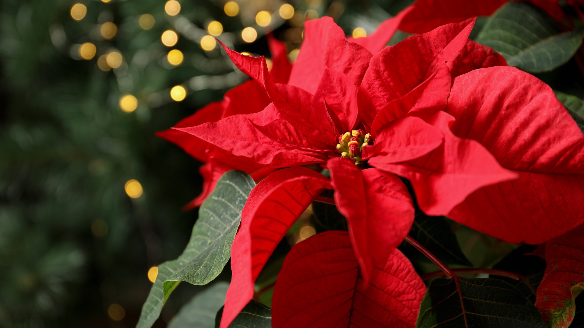 Remember: Poinsettias are mildly toxic to cats and dogs if eaten, so keep them away from your fur babies.