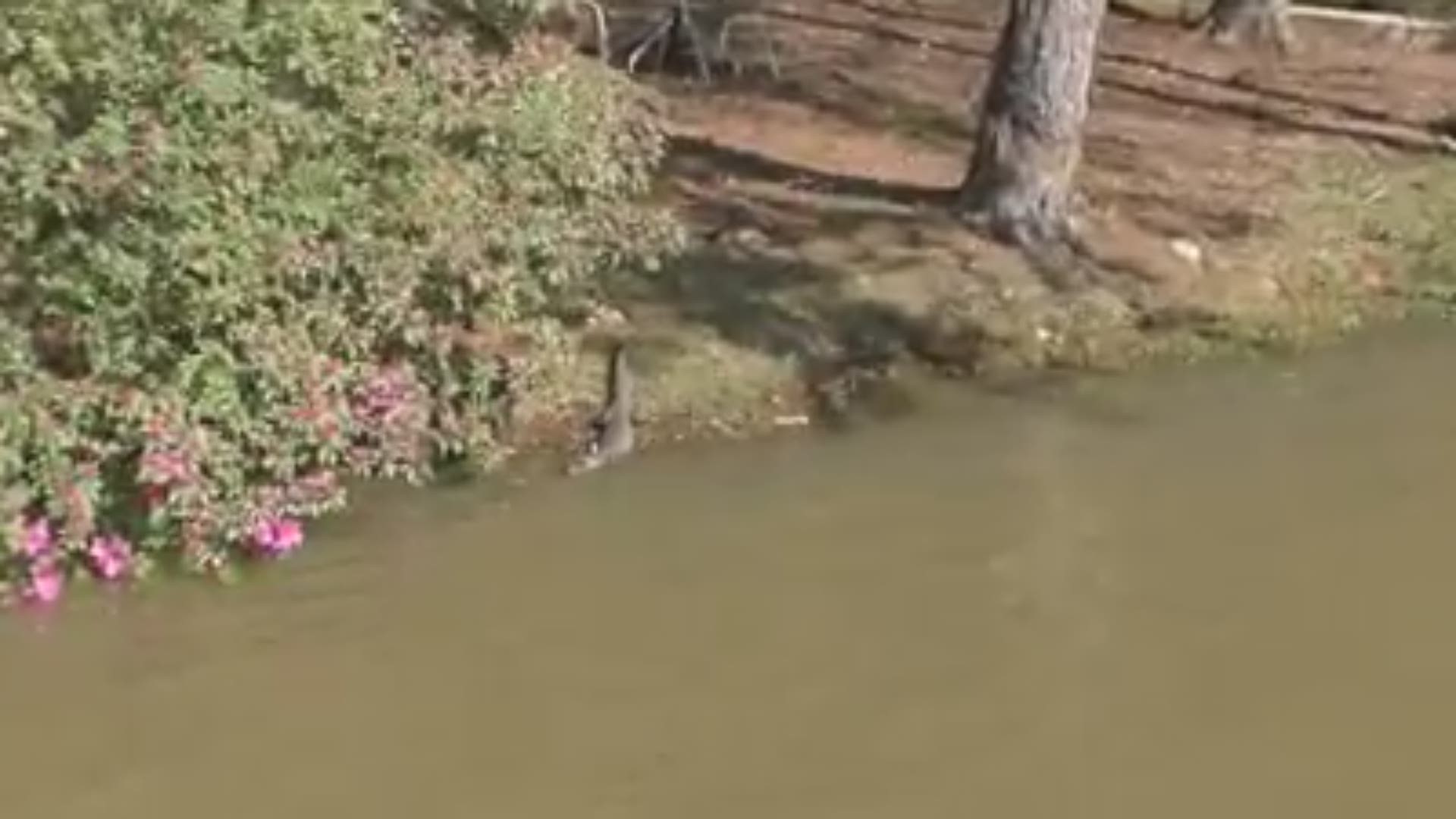 Lake Sinclair alligator caught, relocated