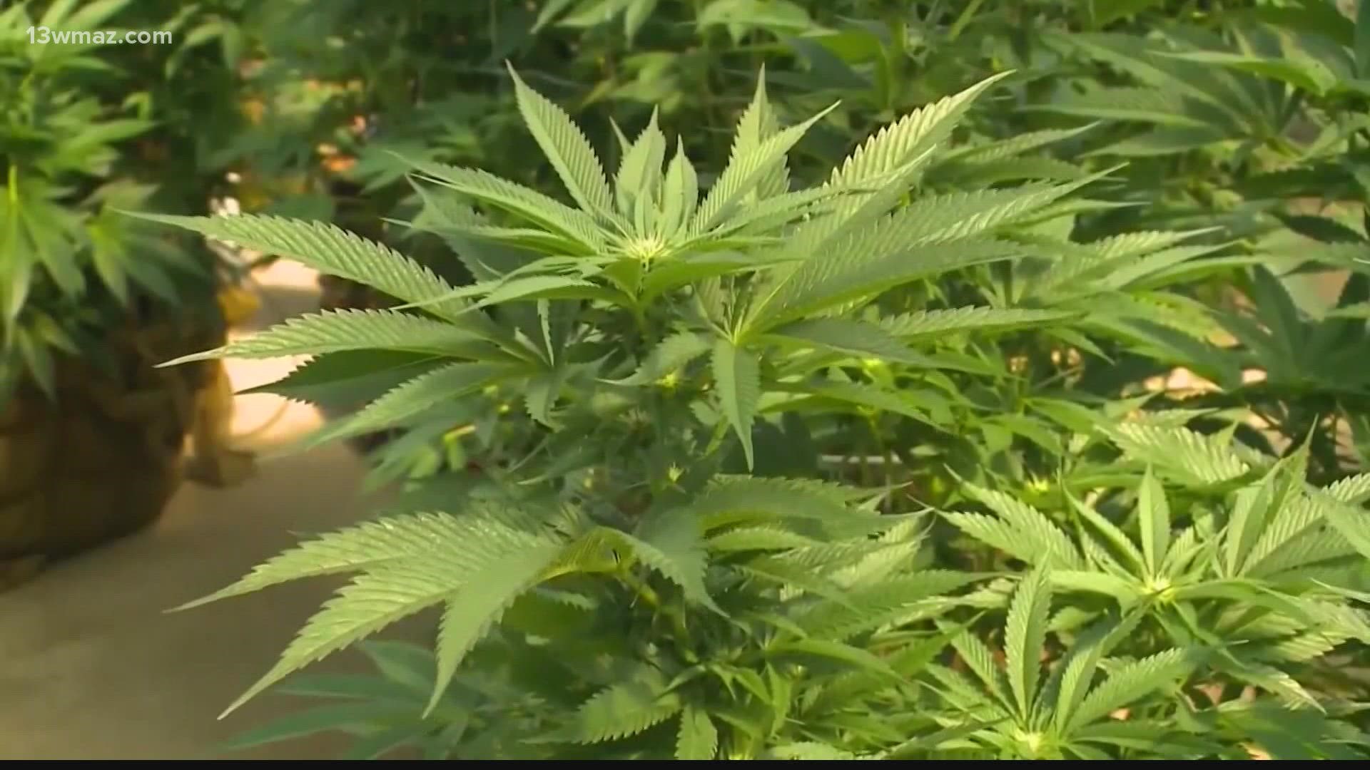 At the corner of Carl Vinson Highway and Carl Vinson Road, construction workers are going to build a 50,000 sq. ft medical marijuana facility.