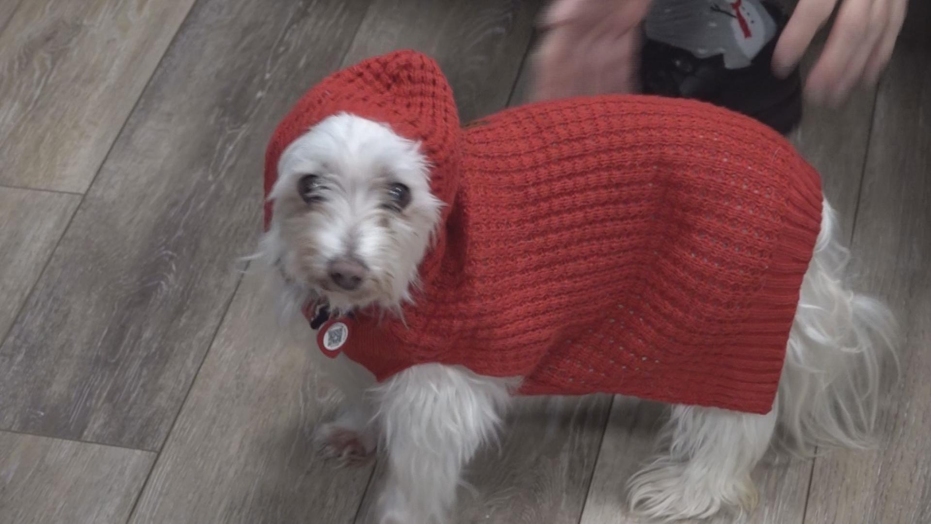 One Houston County veterinarian shares crucial tips for keeping pets warm and healthy during the holidays.