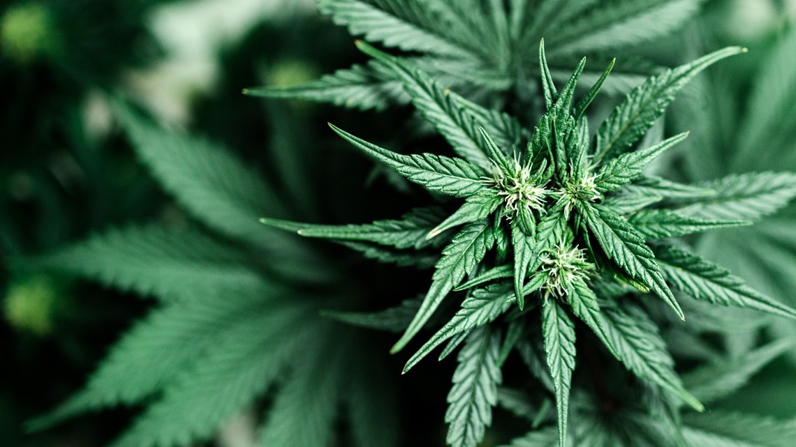 Some hopeful for legalization after marijuana possession pardons - Vimarsana News