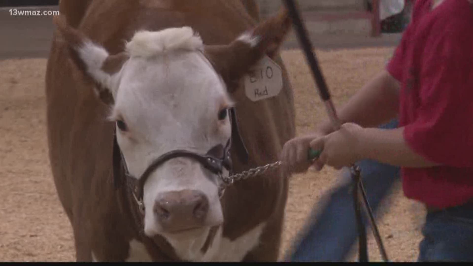 Hundreds of cows come to Perry for Ga. Hereford Field Day