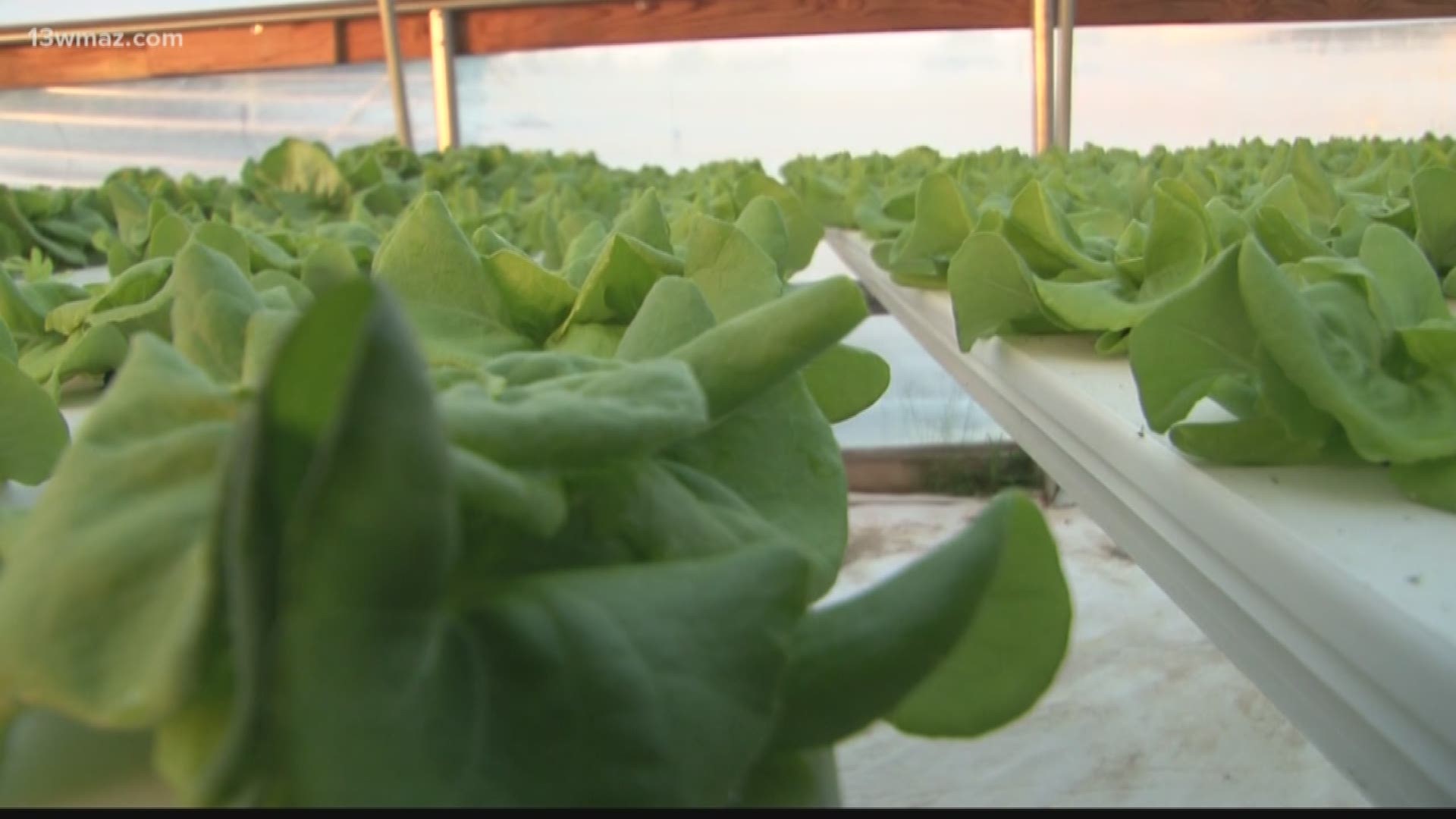 The family farm in Cochran grows a variety of crops.