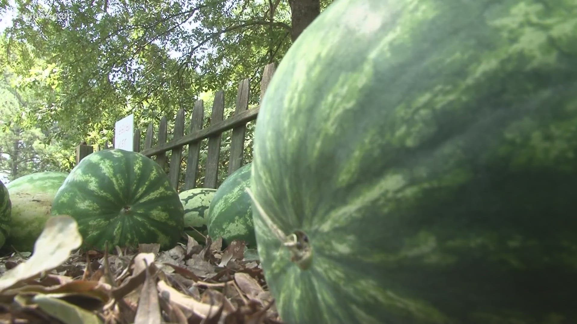 Brent and Jamie Tharpe run Lizella Melons.