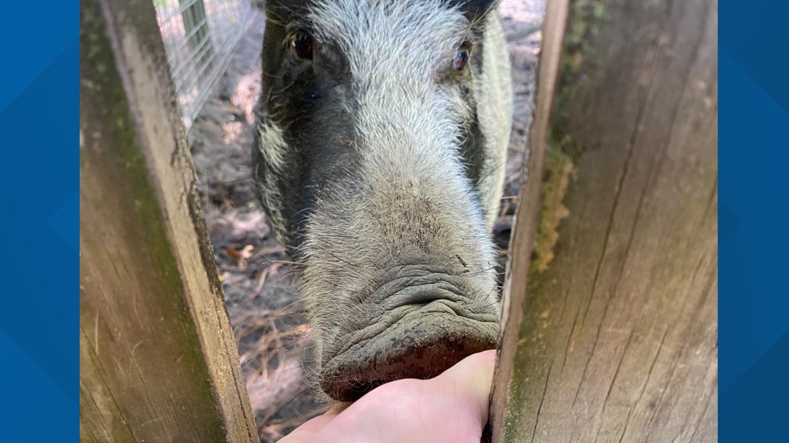 Meet Dixie the Pig and other animals at this unique Georgia park - Vimarsana News