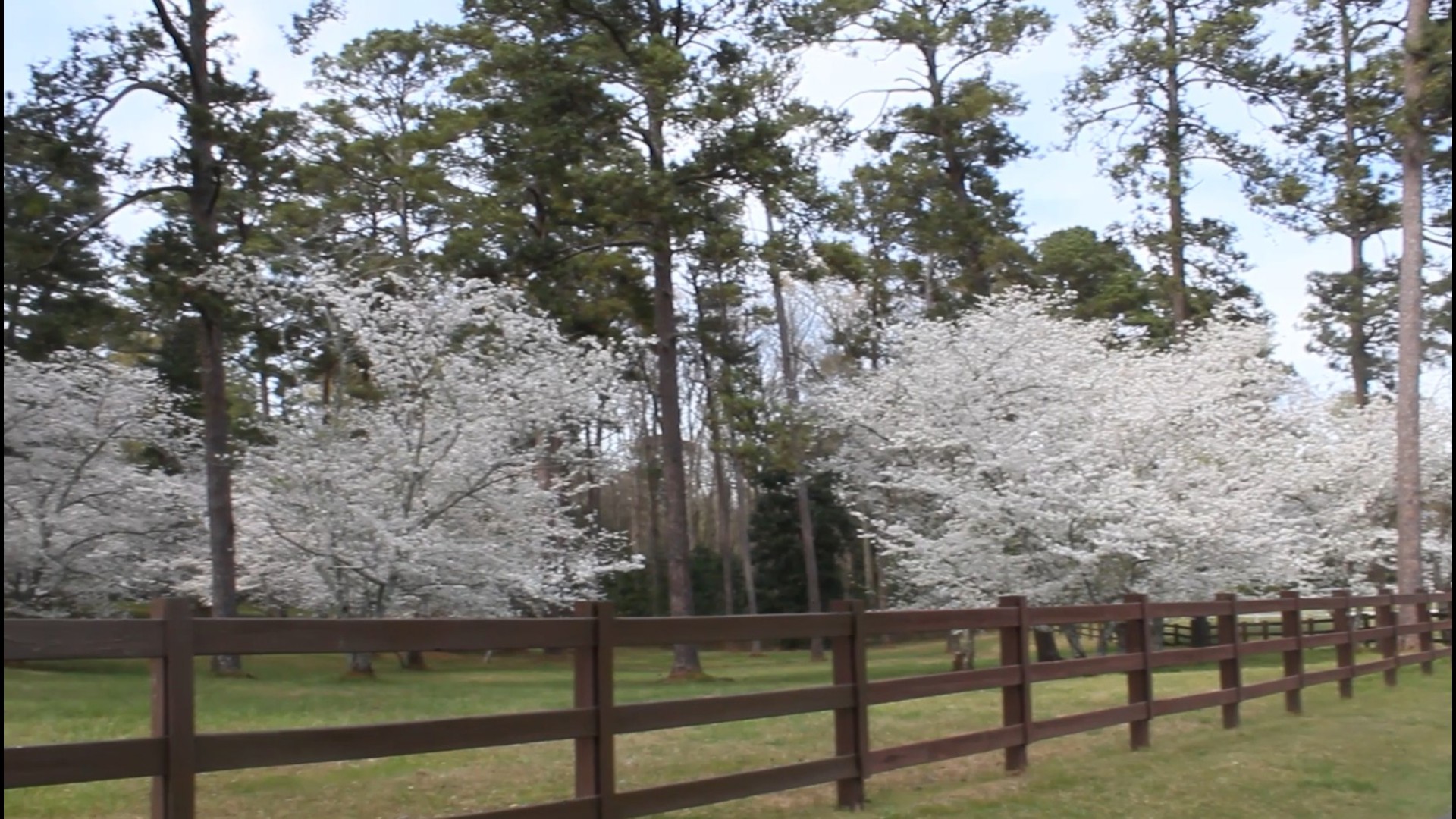 According to one resident, they say the origin of Macon's Cherry Blossoms stem from a case of a mistakenly identified tree.