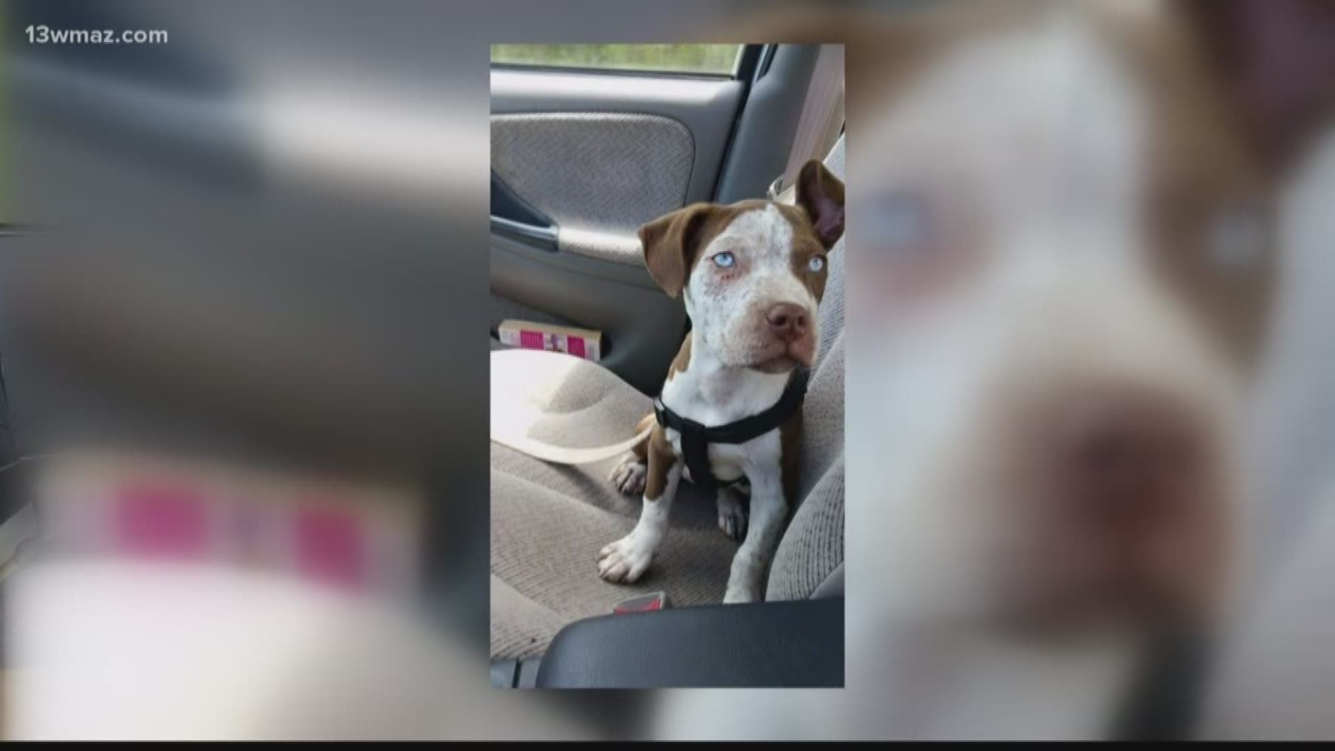 Baldwin County man says dog euthanized without warning