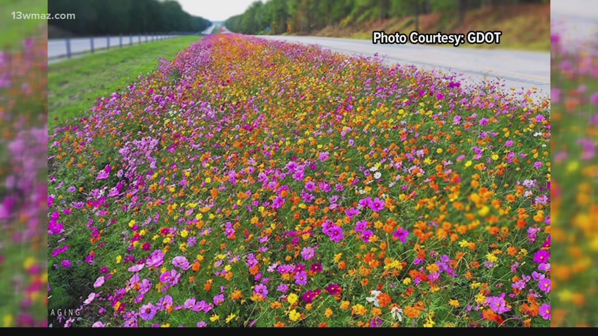 Wildflowers do best where there is plenty of sunlight and well-draining soil, which makes Georgia’s hundreds of miles of highway medians the perfect spot.