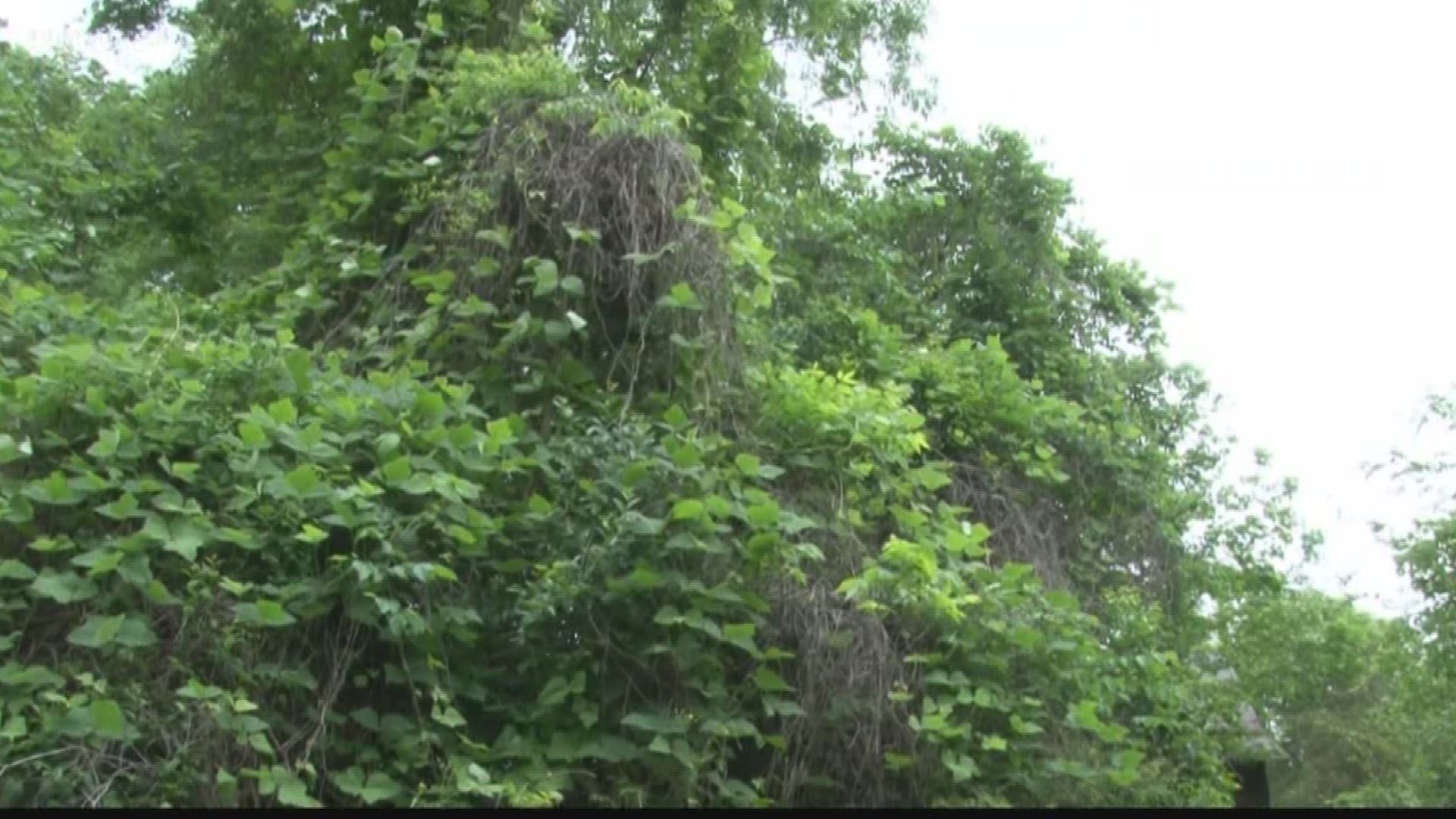 It's springtime, which means flowers are finally blooming, but you've also got to watch out for those pesky weeds. One Jones County woman's yard is under attack by an invasive species--Kudzu.