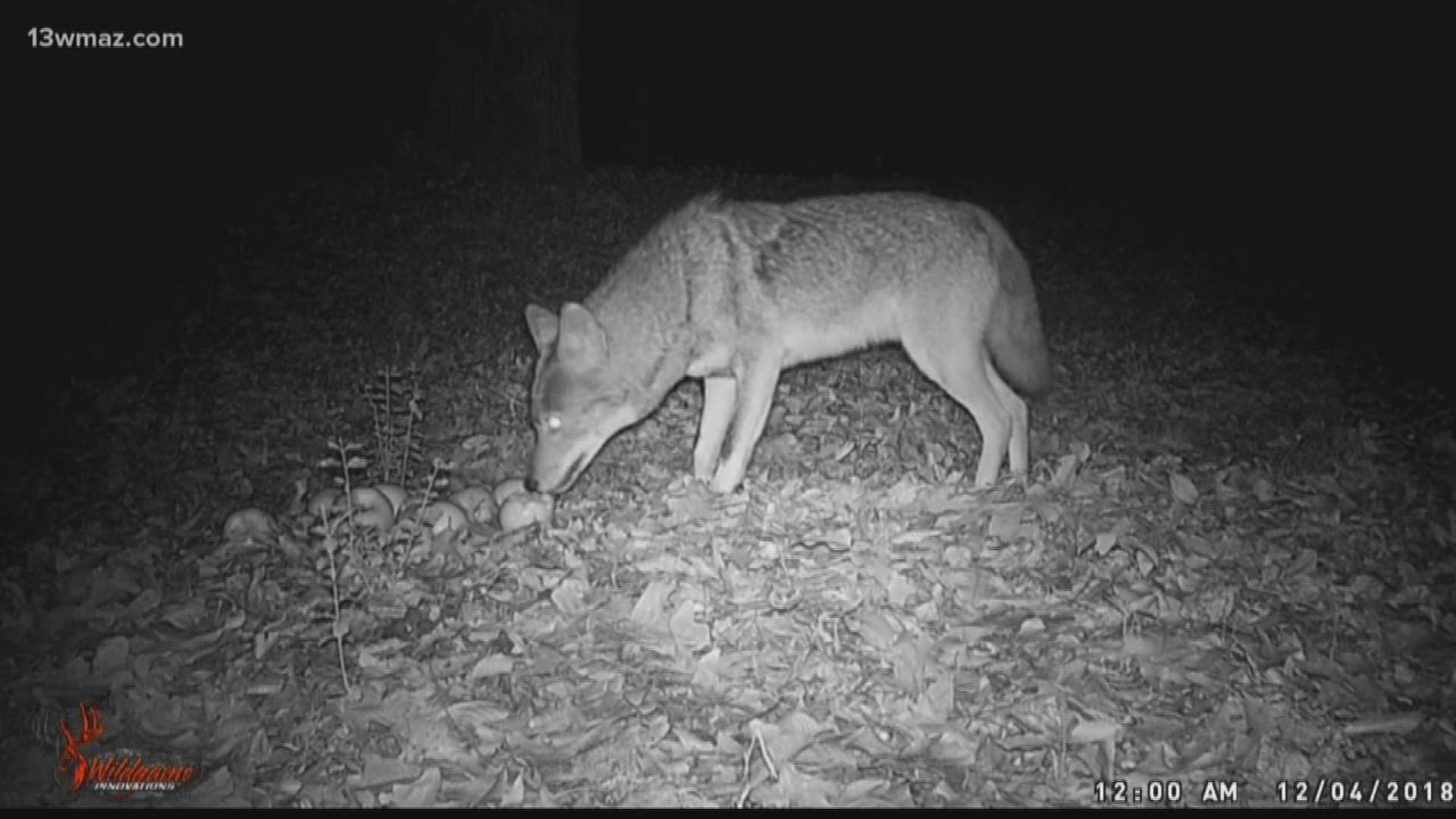 Coyotes roaming Forsyth become problematic