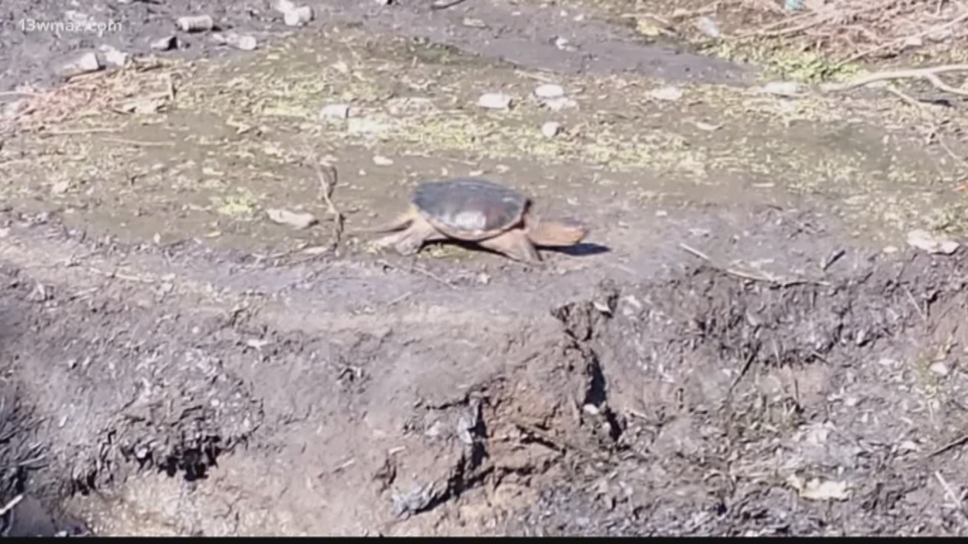 Macon-Bibb County construction workers are working on fixing drainage issues off Roff Avenue, but one property owner is worried about the turtle living in the creek near the construction.