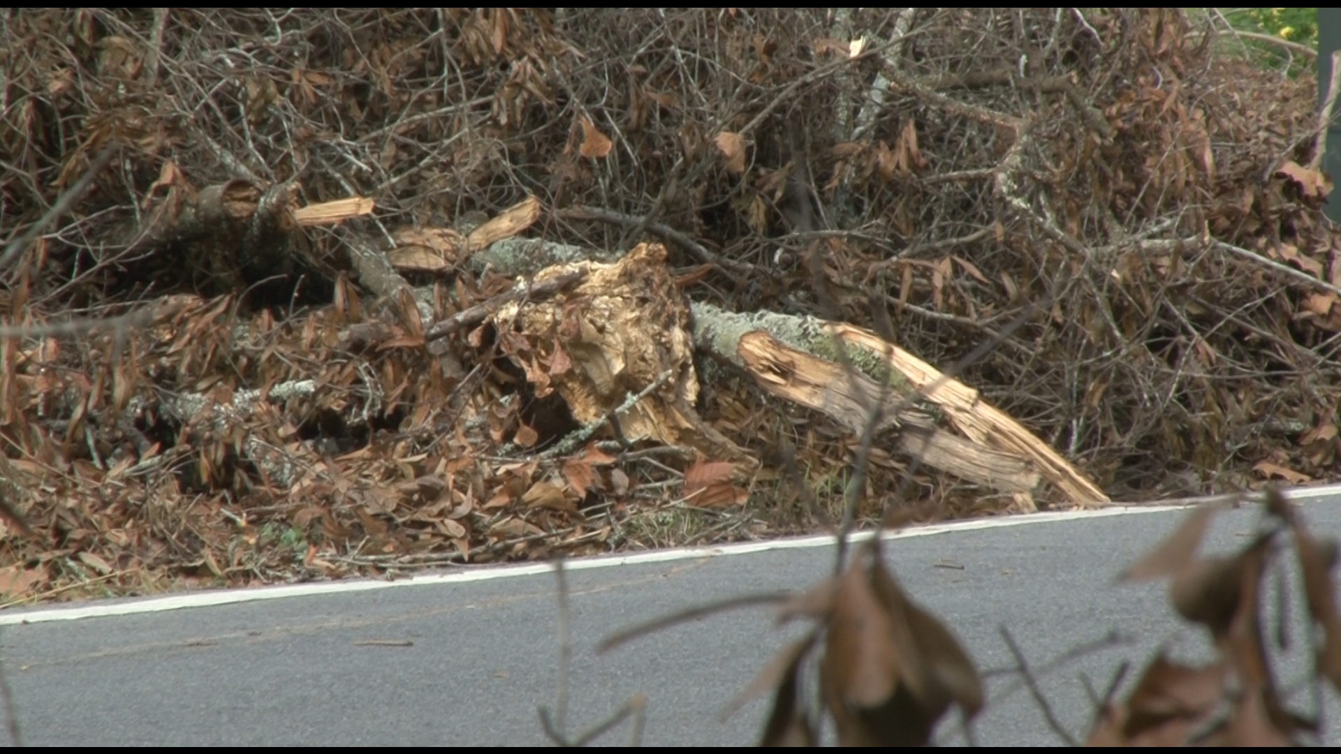 According to FEMA, residents who remove their own tree debris are allowed to leave it on the right-of-way, but private contractors aren't.