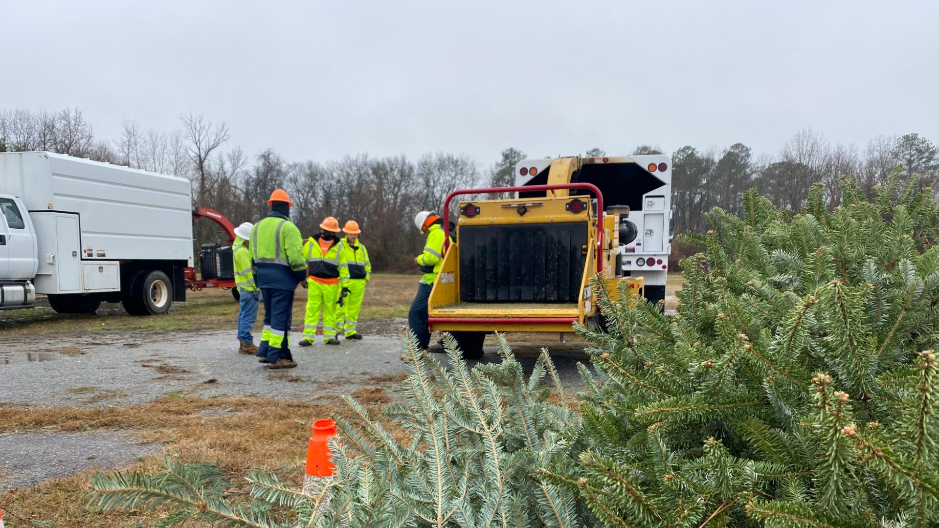 The trees get mulched, and then folks can take the mulch home to use in home improvement projects like gardening.