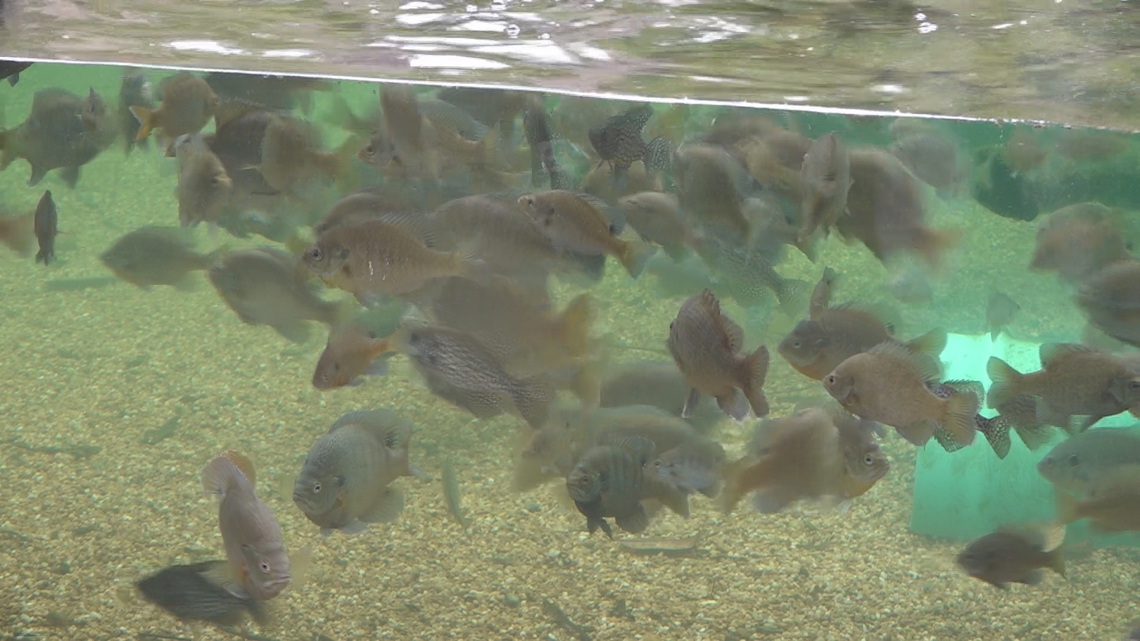 The Go Fish Education Center in Perry has reopened its outdoor aquariums after months of renovations, featuring healt...