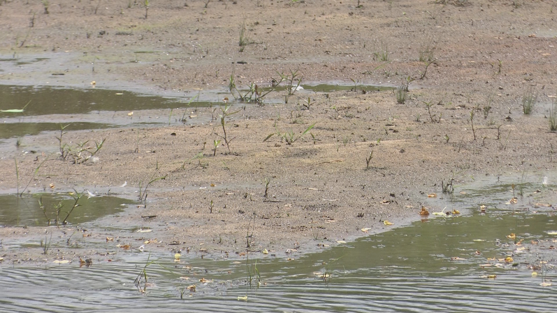 A Warner Robins man blames the city's lack of stormwater run-off enforcement on problems at the lake near his home.