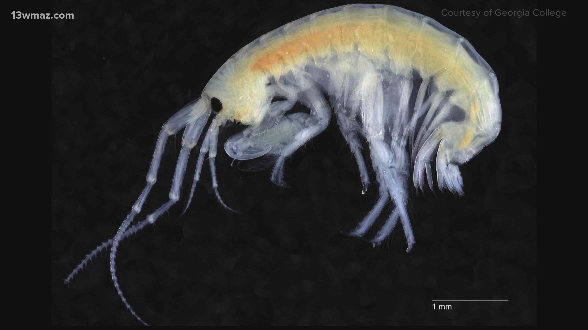 After months of research, a Georgia College professor and student discovered a new species of shrimplike-amphipod