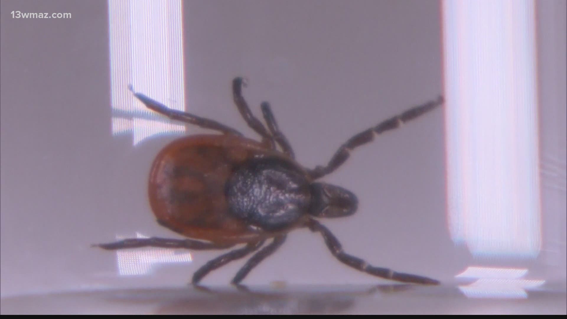 Tick activity increases as we get closer to the summer months.