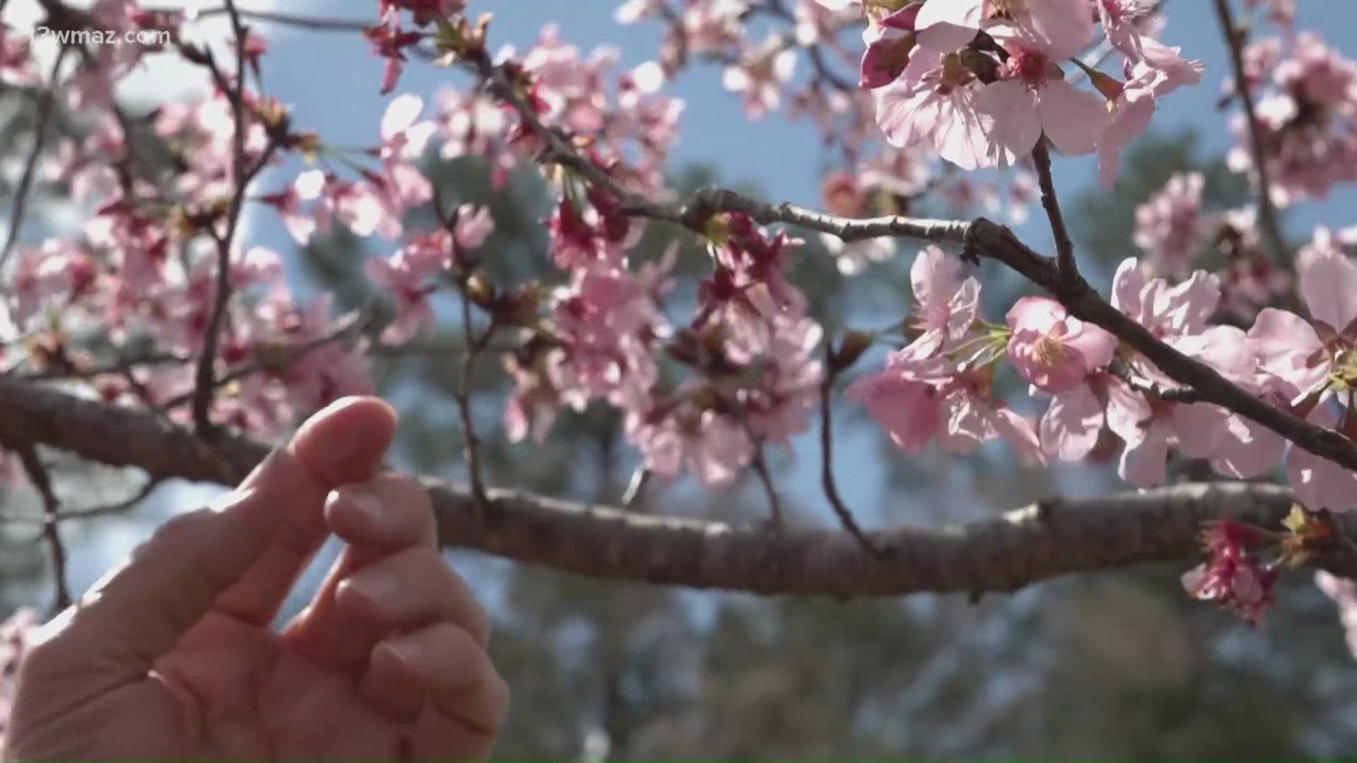 'We think we're gonna have a good year' | Macon's cherry blossom season ...