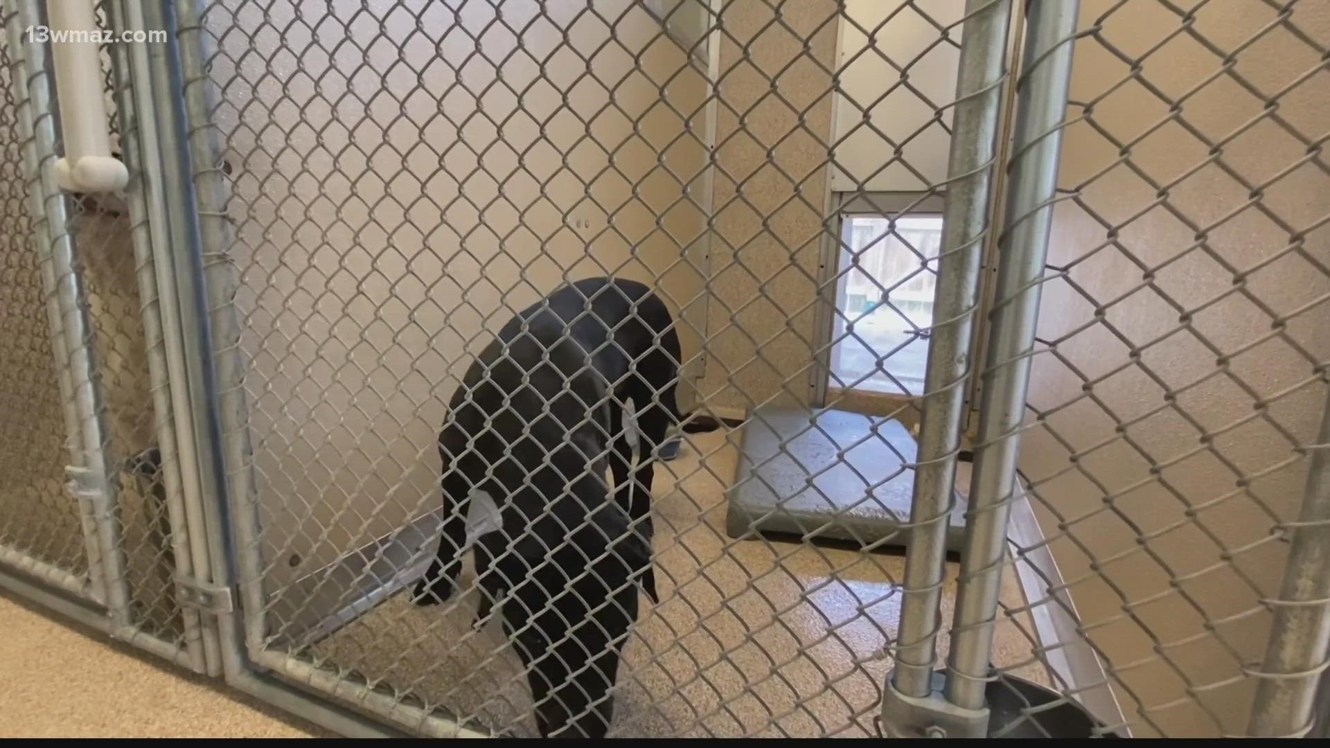 The Georgia Department of Agriculture closed the shelter in 2019 after an inspection. The Bibb Sheriff's Office took over months later.