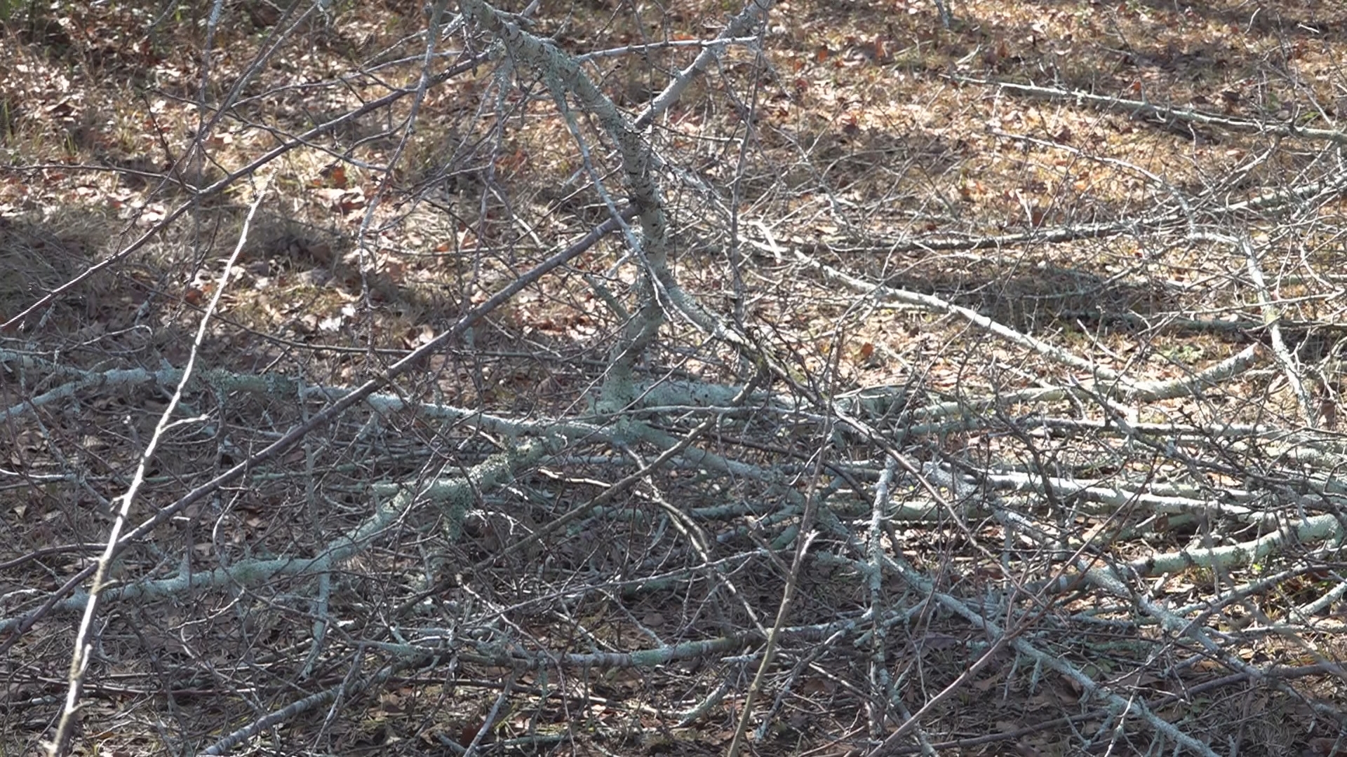 A spokesperson from the county said the decision came after several drivers complained about visibility on Northside Drive, from overgrown limbs.