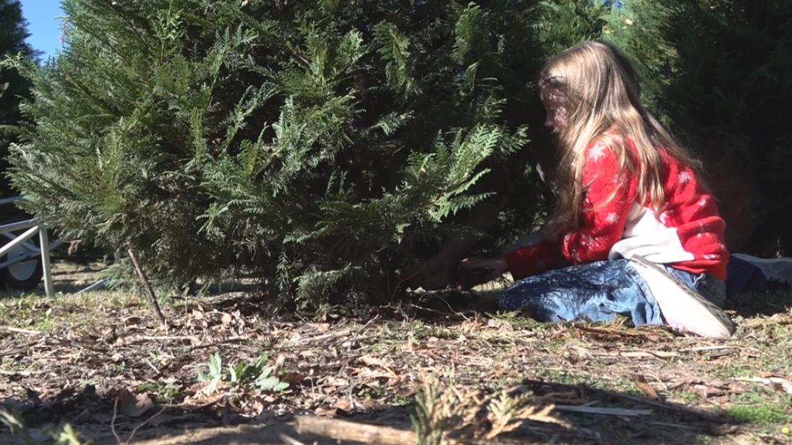 Families in Central Georgia embrace new holiday traditions at Christmas tree farms