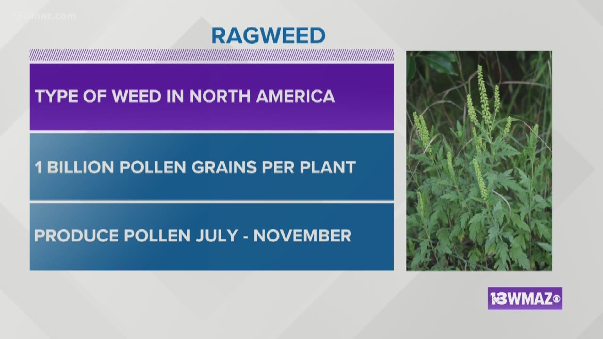 We are getting toward the end of October, which means we are deep into fall allergy season. Austin Chaney talks about ragweed and allergies.