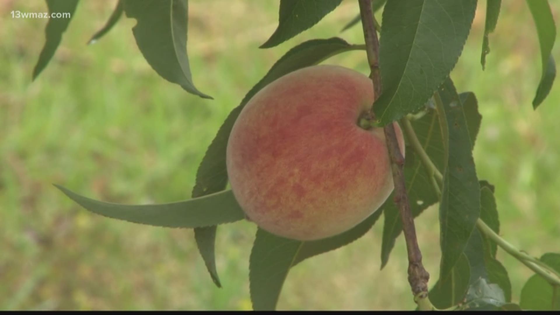 peach season begins