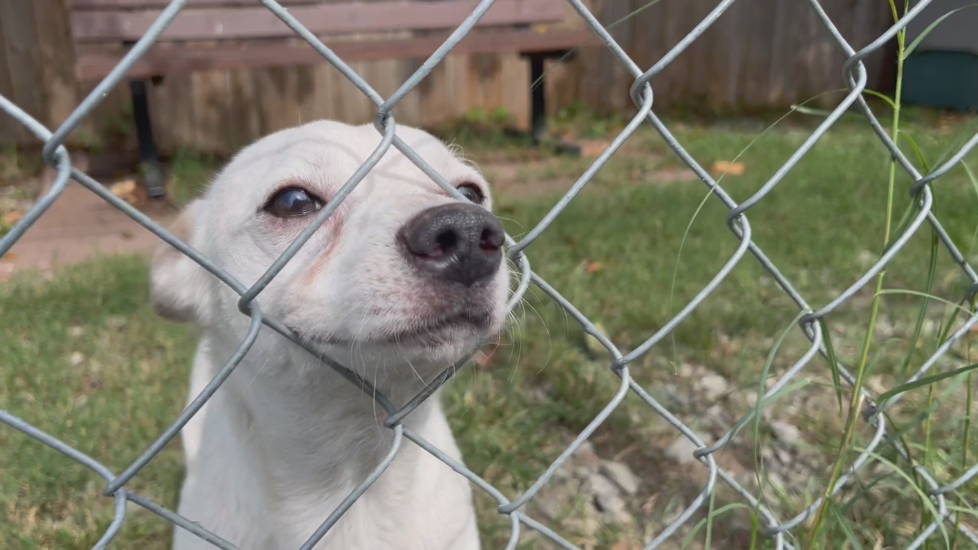 The animal shelter, which works to prevent euthanasia, is closing down after being notified that their rent will double in 2024. Now, they're planning to relocate.